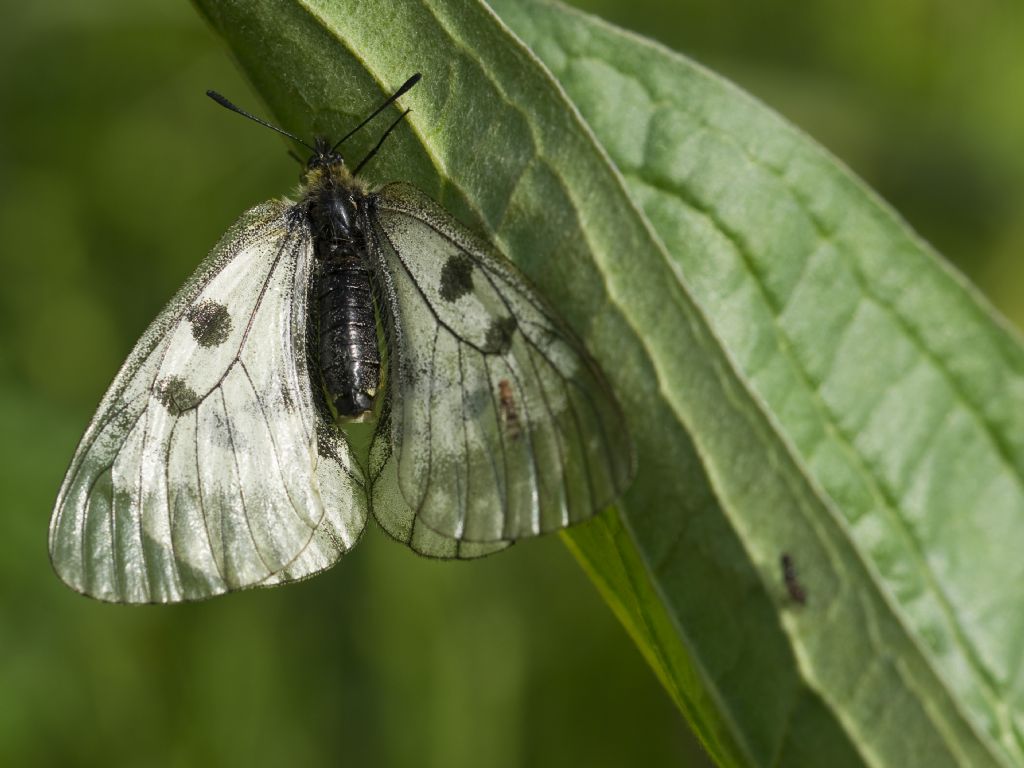 Parnassius mnemosyne